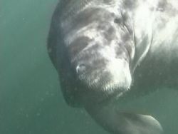 Manatee in Crystal River by Terrie Collins 